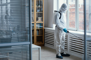mold removal service