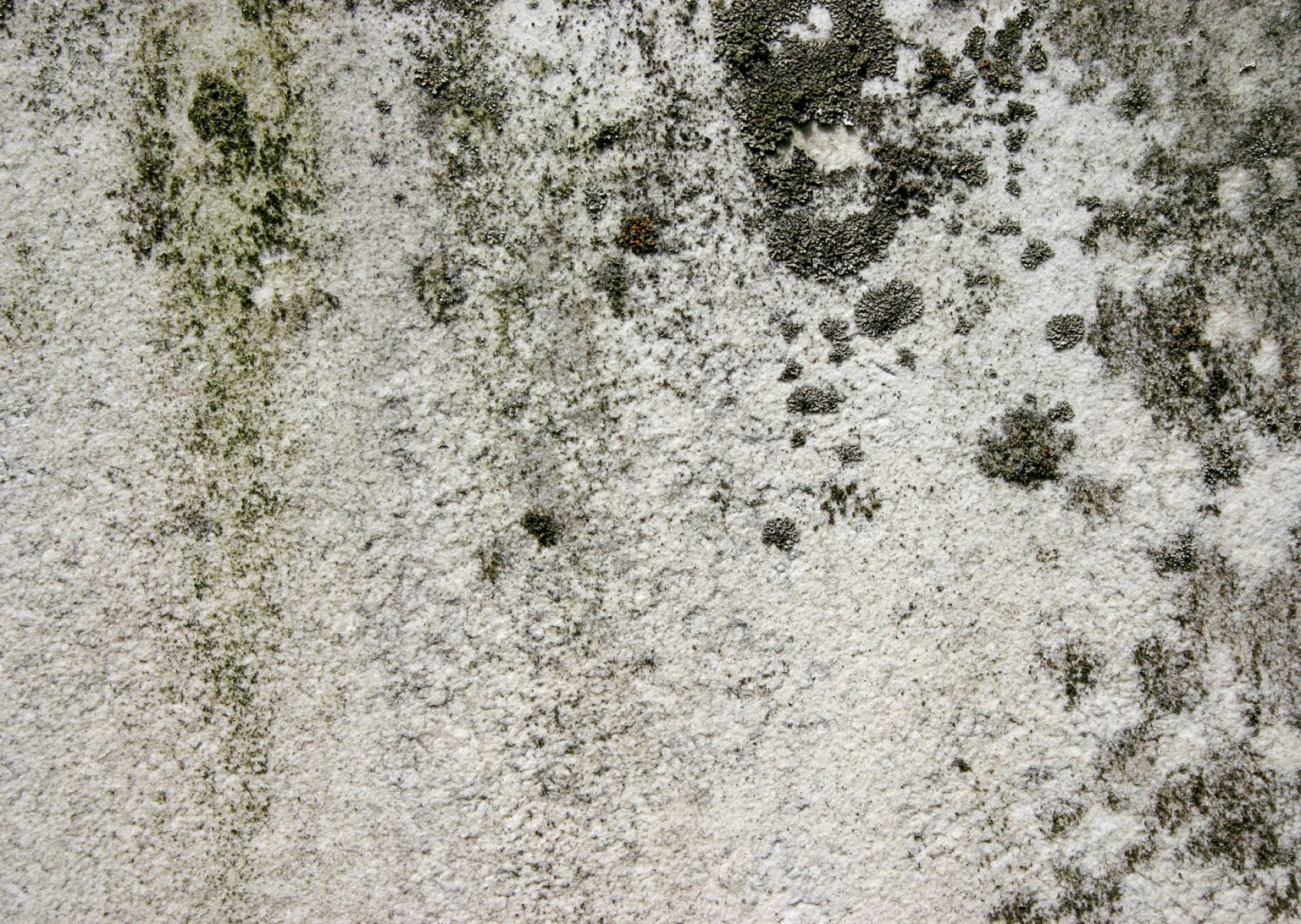 mold fungus