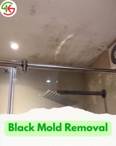 black mold removal service