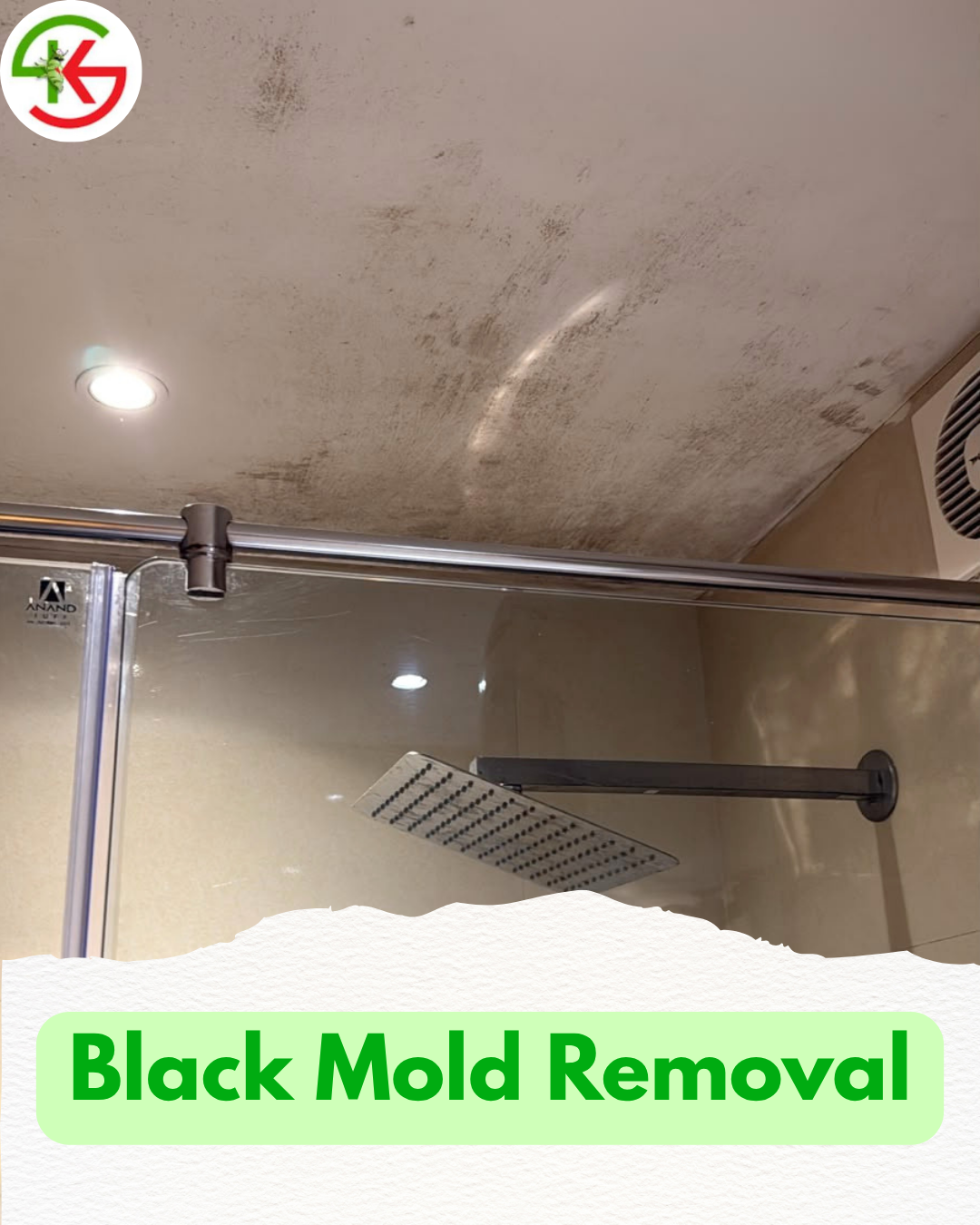 black mold removal service