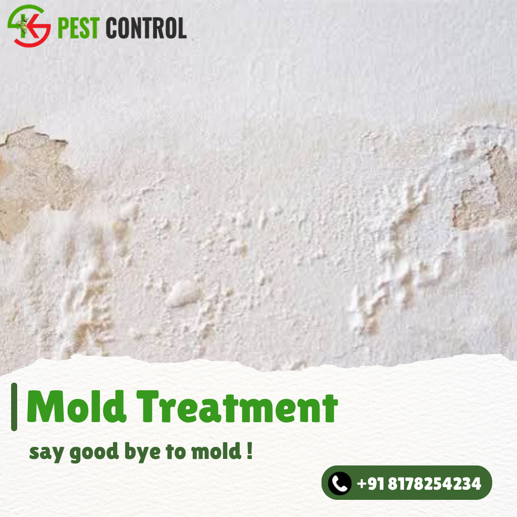 Mold Remediation Near Me
