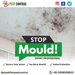 how to get rid of mold