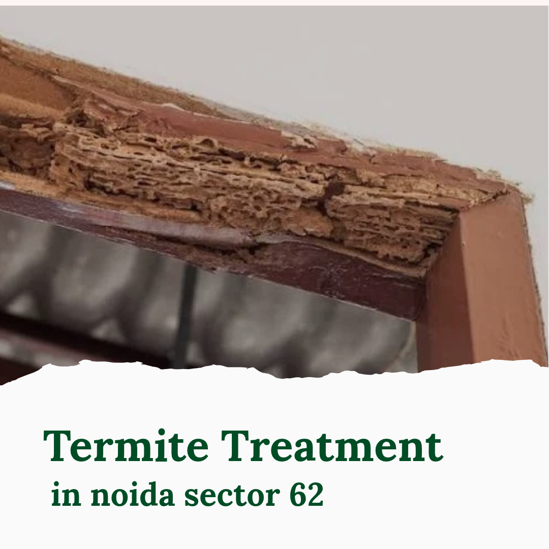 termite treatment in sector 62 noida